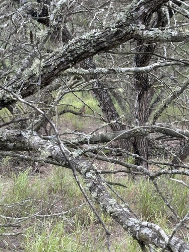 Northern Bobwhite observed by haleyolv