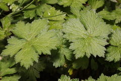 Geranium × oxonianum