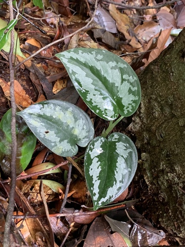 Scindapsus pictus