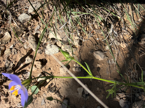 Giliastrum rigidulum, photograph 3
