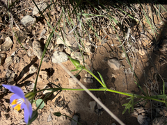 Giliastrum rigidulum, photograph (c) jjfeiler, some rights reserved (CC BY)