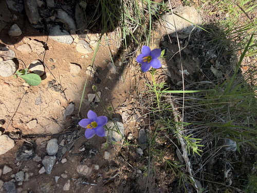 Giliastrum rigidulum, photograph 4