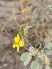 Senna pilosior