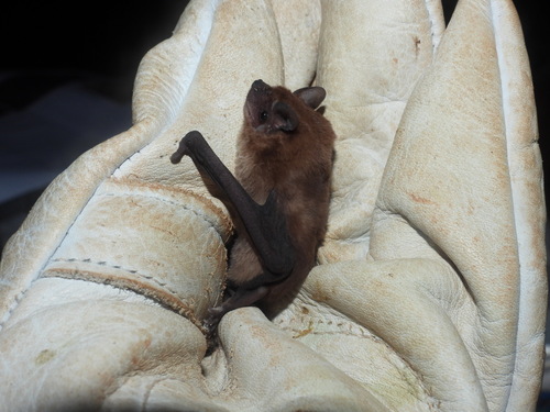Dwarf Dog-faced Bat