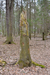 Fomitiporia hartigii