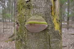 Fomitiporia hartigii