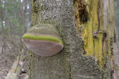 Fomitiporia hartigii