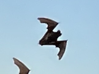 Mexican Free-tailed Bat observed by nolapearl