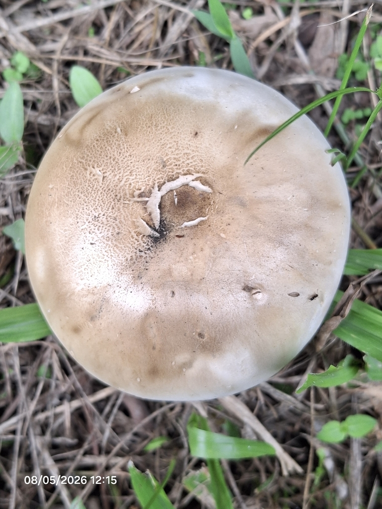 Macrocybe titans · May 2026 · photo: © giovanna_roque (iNaturalist, cc-by-nc)
