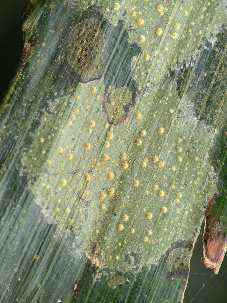 Porina virescens