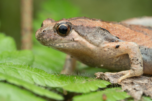 Yaeyama Narrow-Mouthed Toad, Microhyla kuramotoi