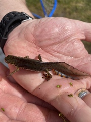 Lissotriton vulgaris