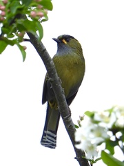 Liocichla steerii