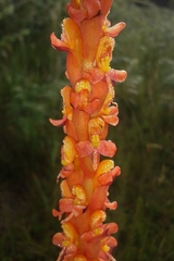 Disa chrysostachya