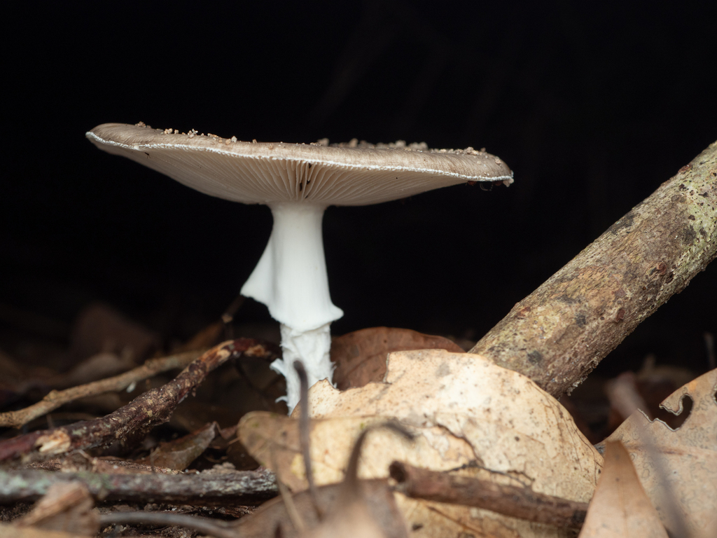 Amanita pseudoporphyria · April 2024 · photo: © invertebratist (iNaturalist, cc-by-nc)