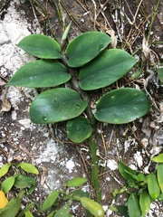 Rhaphidophora hongkongensis