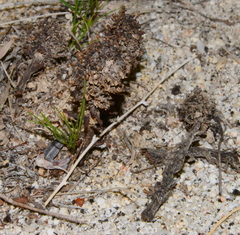 Pholisma arenarium