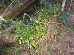 Otochilus lancilabius