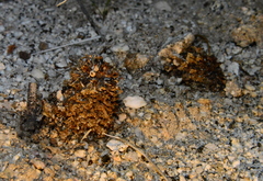 Pholisma arenarium