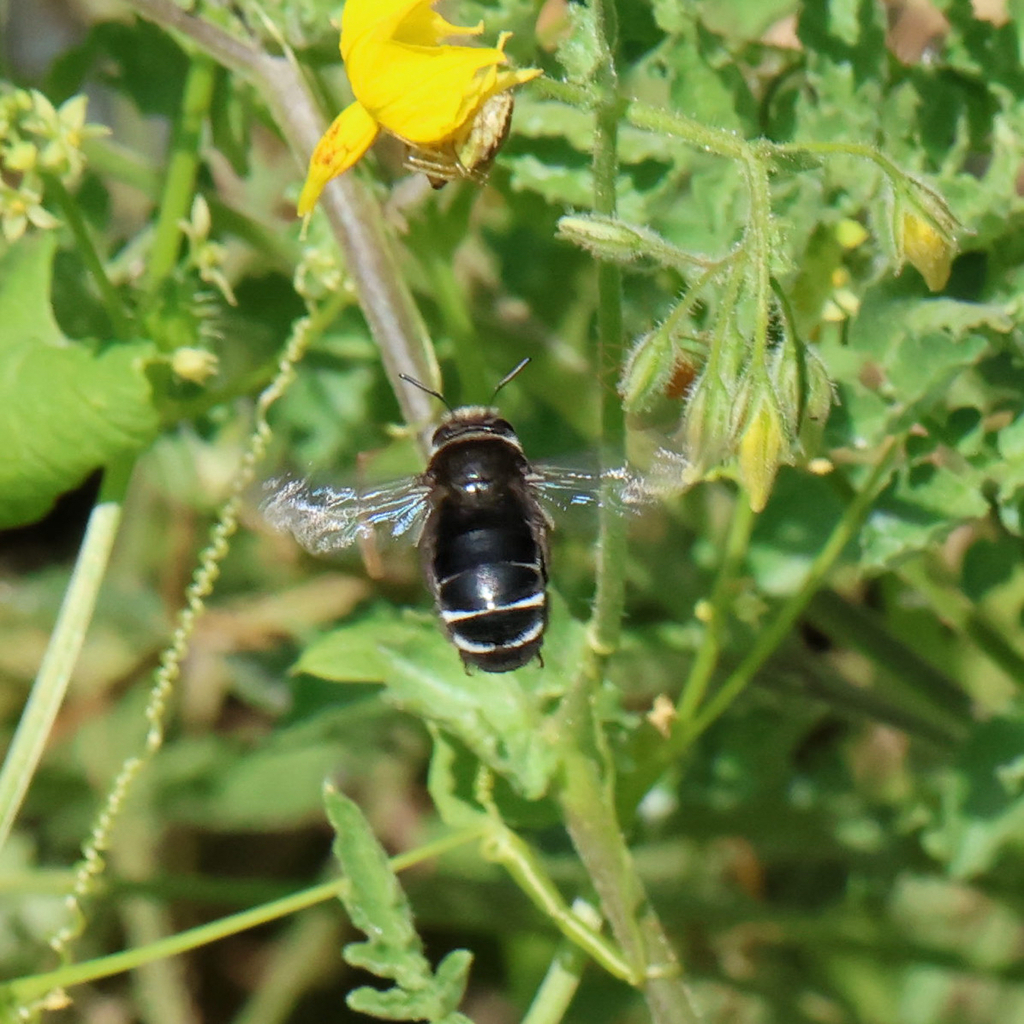 Caupolicana albiventris