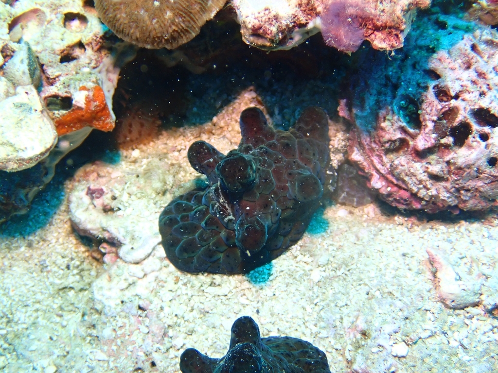Velutin Snail