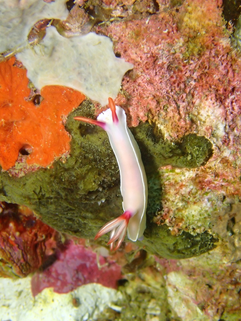 Lavender Split-tooth Dorid