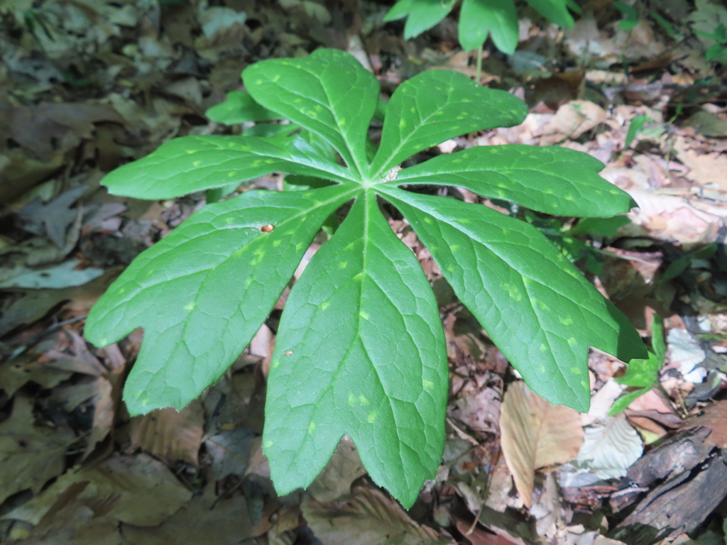 Mayapple Rust Mayapple Rust from New Castle County, DE, USA on May 12, 2026 at 09:28 ...