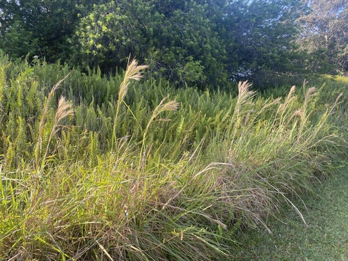 Andropogon tenuispatheus observed 2026-04-29