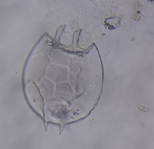 Platyias quadricornis