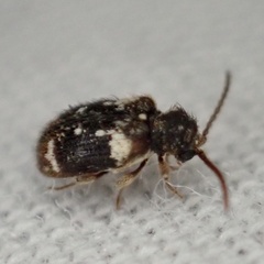 Ptinus bimaculatus