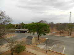 Platymiscium pinnatum