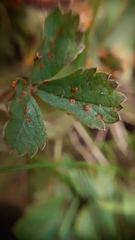 Phragmidium fragariae