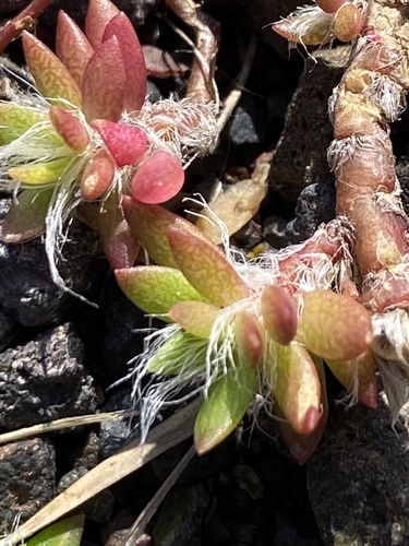 Portulaca pilosa observed 2026-04-29