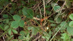 Phragmidium fragariae