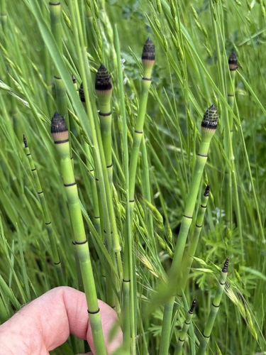 Equisetum × ferrissii, photograph 5