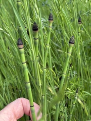 Equisetum × ferrissii, photograph (c) Ed Alverson, some rights reserved (CC BY)