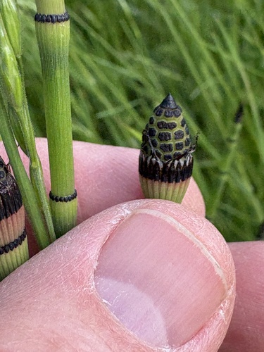 Equisetum × ferrissii, photograph 6