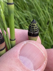 Equisetum × ferrissii, photograph (c) Ed Alverson, some rights reserved (CC BY)