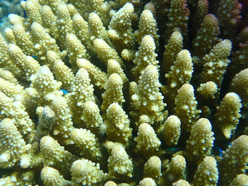 Acropora samoensis observed 2026-05-07