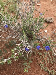 Aptosimum albomarginatum