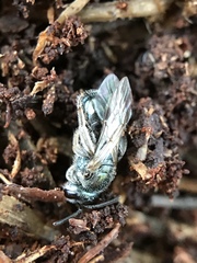 Lasioglossum coeruleum