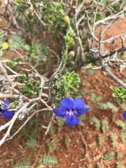 Aptosimum albomarginatum