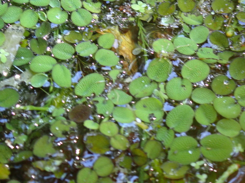 Salvinia minima, photograph 4