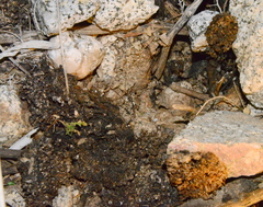 Pholisma arenarium