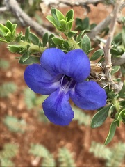 Aptosimum albomarginatum