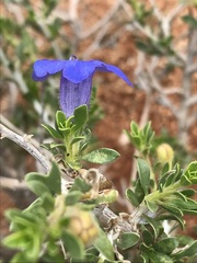 Aptosimum albomarginatum