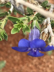 Aptosimum albomarginatum