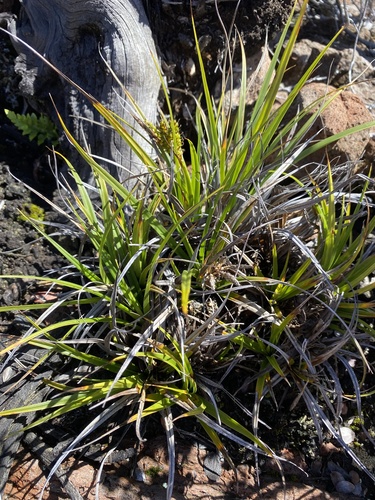 Carex wahuensis observed 2026-04-30