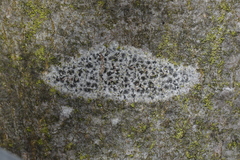 Arthonia radiata