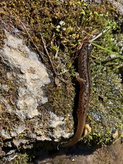 Desmognathus planiceps